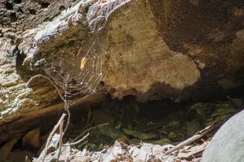 Cobweb in the Forest Stock Photos