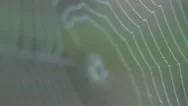 Cobweb With Fresh Morning Dew Nature Background Stock Footage