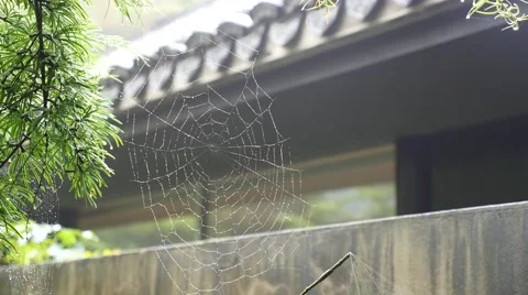 Cobweb in front of Chinese ancient building in the rainy day Stock Footage 52426670