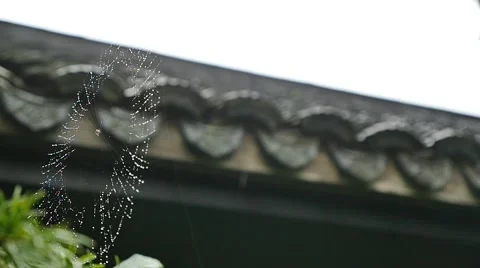 Cobweb in front of Chinese ancient building in the rainy day Vídeos de archivo 52526582