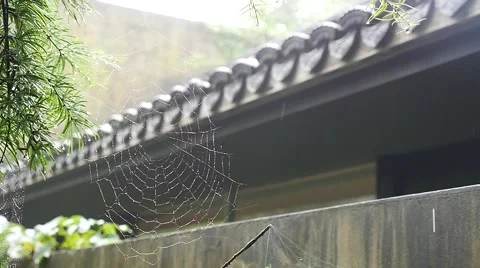 Cobweb in front of Chinese ancient building in the rainy day Stock Footage 52527527