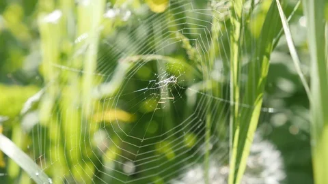 Cobweb in the garden close-up Stock Footage 76632068