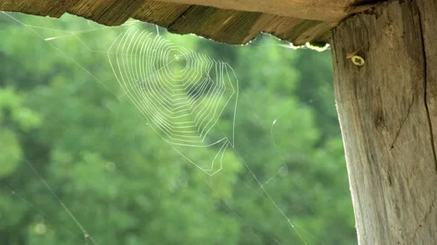 Cobweb glowing in rays of morning sun flutters in wind on background of steam Stock Footage 201959702
