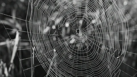 Cobweb on grass close up Stock Footage 110833004