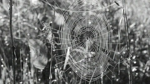 Cobweb on grass Stock Footage 110833030