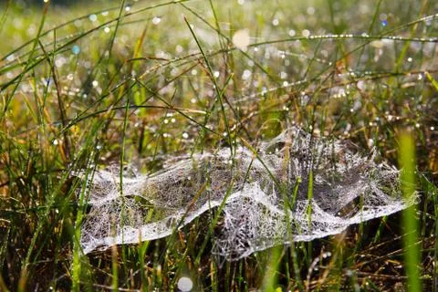 Cobweb in grass Foto stock