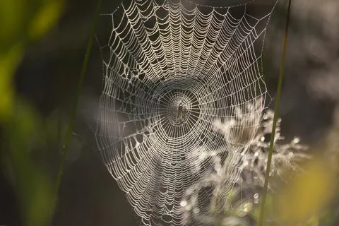 Cobweb on the grass. Spider web at dawn. Stock Photos