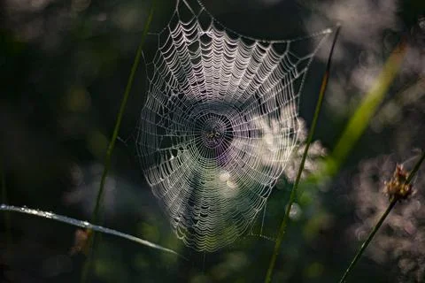 Cobweb on the grass. Spider web at dawn. Stock Photos