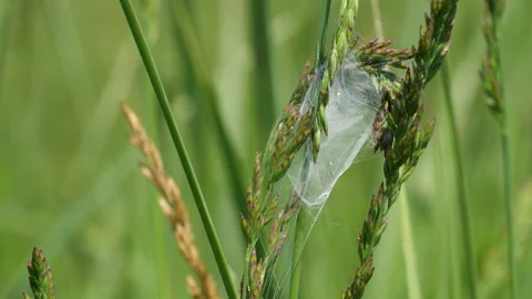 A cobweb in the grass swept by the wind Stock Footage 197486101