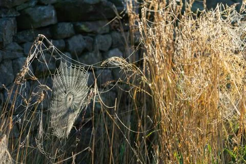 Cobweb on grasses Stock Photos