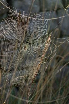 Cobweb on grasses Stock-Fotos