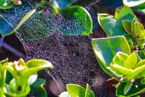 Cobweb hanging between leaves, closeup Stock Photos