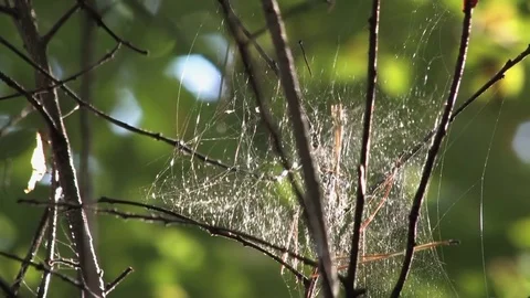 The Cobweb hanging on branches in the woods 2 Stock Footage 80345388