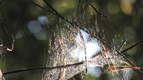 The cobweb hanging on branches in the woods Video stock 80345289