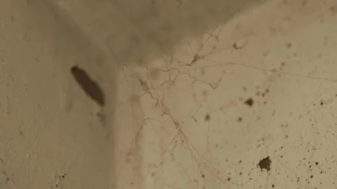 A cobweb hangs in the corner of the ceiling against the backdrop of crumblin Stock Footage 316519409