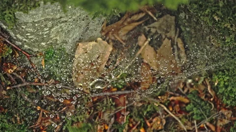A cobweb has caught the raindrops and is being moved by the wind Video stock 214465136