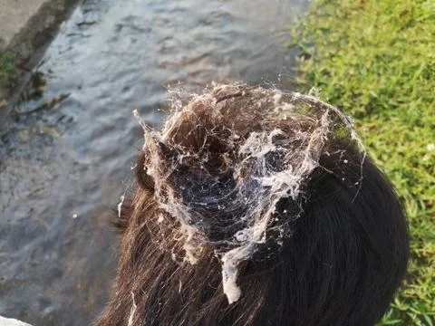 .Cobweb on the head Stock Photos