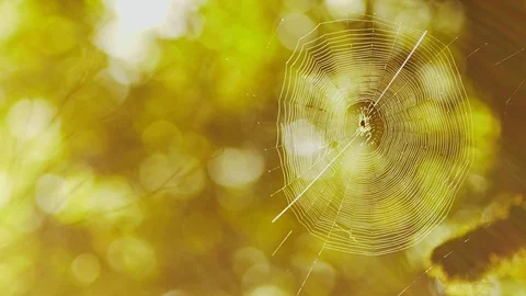 Cobweb high on a tree in a dense forest. The trees in the moss sun glare. Fairy Stock Footage 96111171
