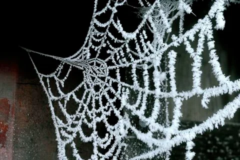 Cobweb with ice crysral Stock Photos