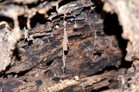 A cobweb inside a hollow trunk Stock-Fotos