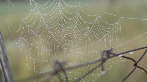 Cobweb with interesting pattern made by a spider on a metal fence with Stock Footage 120073948