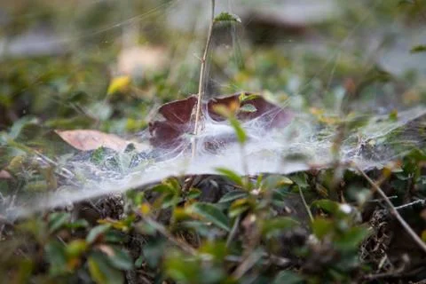 Cobweb in the lawn Stock Photos