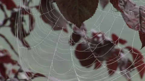 Cobweb leaves windy Stock Footage 11886415