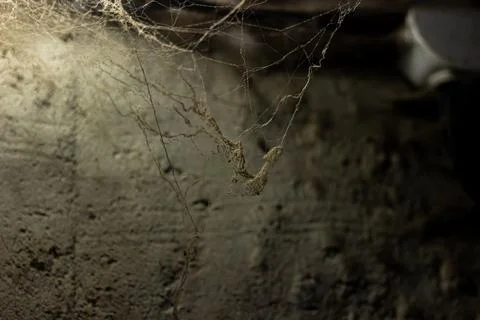 Cobweb in the light of a lantern in a dark, scary, damp room not far from the Stock Photos