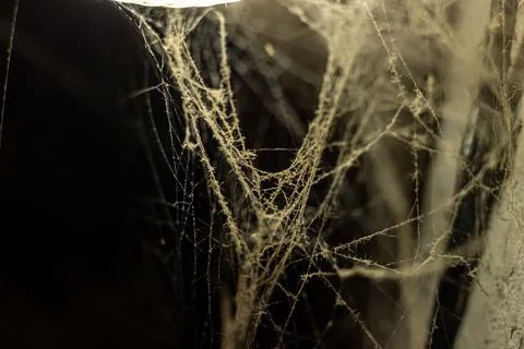 Cobweb in the light of a lantern in a dark, scary, damp room not far from the Stock Photos