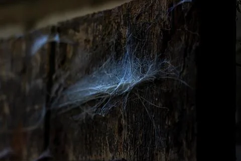 Cobweb in the light of a lantern in a dark, scary, damp room not far from the Stock Photos
