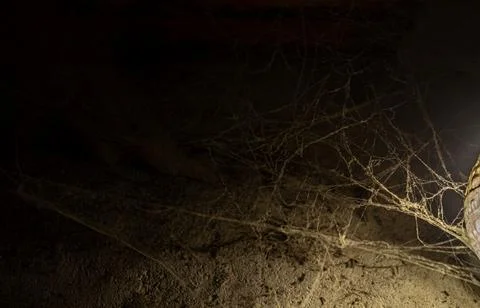 Cobweb in the light of a lantern in a dark, scary, damp room not far from the Stock Photos
