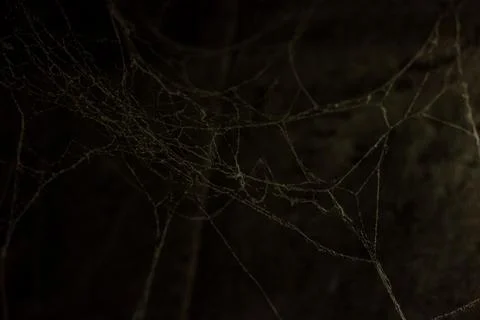 Cobweb in the light of a lantern in a dark, scary, damp room not far from the Stock Photos