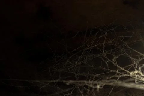 Cobweb in the light of a lantern in a dark, scary, damp room not far from the Stock Photos