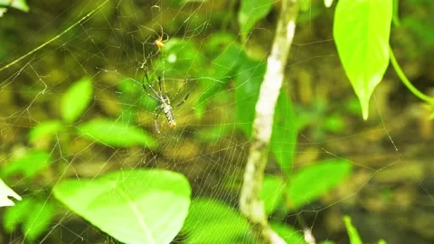 Cobweb Maintenance Vídeos de archivo 157637715