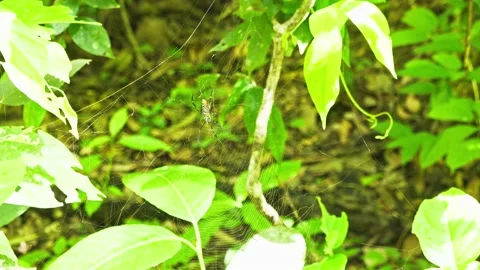 Cobweb Maintenance Stock Footage 157642182