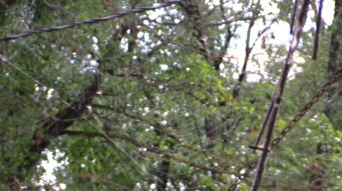 Cobweb with many small flies in tree background. Focus change. Stock Footage 42896179