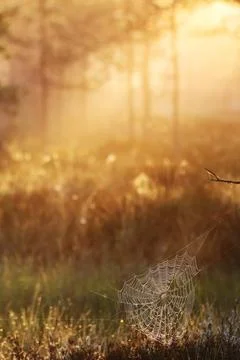 Cobweb at Marsh 库存照片