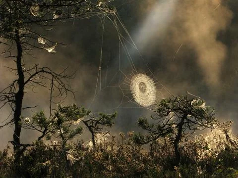 Cobweb at The Marsh 库存照片