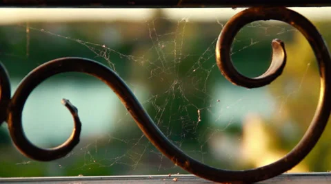 Cobweb on metal lattice Stock Footage 33287108