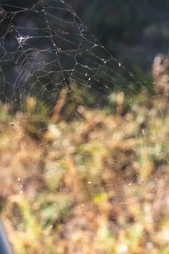 Cobweb with midges on grass background one Stock Photos