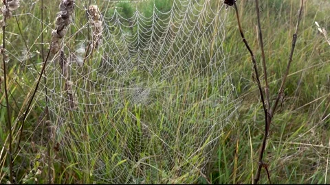 A cobweb in the morning dew Stock Footage 252150261