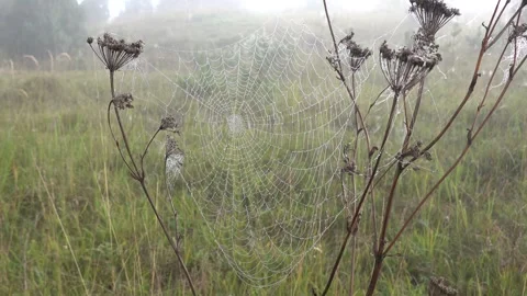 A cobweb in the morning dew Stock Footage 252150508