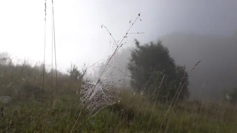 A cobweb in the morning dew Stock Footage 252150653