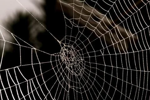 Cobweb with morning dew Fotos de archivo