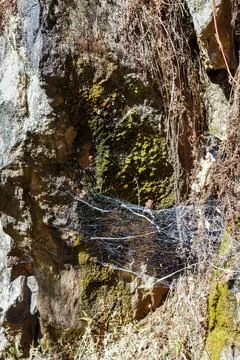 A cobweb on moss-covered rocks. Stock Photos