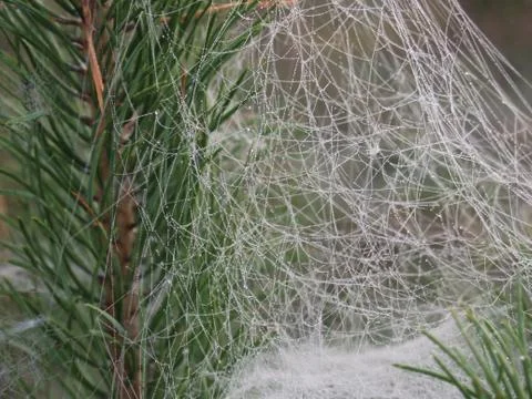 Cobweb mounted between pine branches   Stock Photos