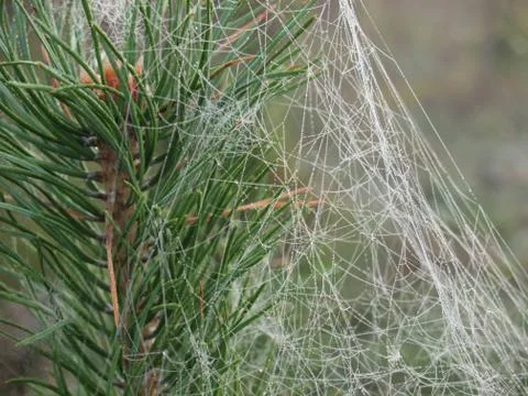 Cobweb mounted on the pine  Stock Photos