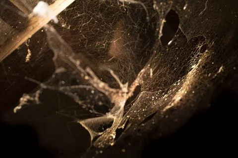 Cobweb or spider web in ancient thai house warm tone Stock Photos