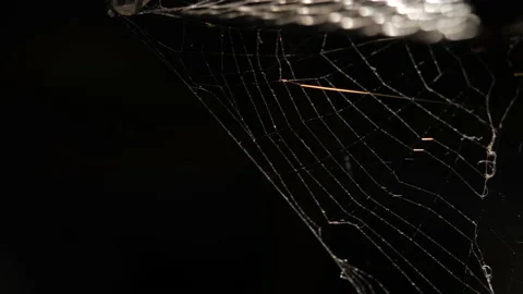 Cobweb or spider web on dark backgrounds Stock Footage 165292248