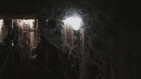 Cobweb or spider web Video stock 76006586
